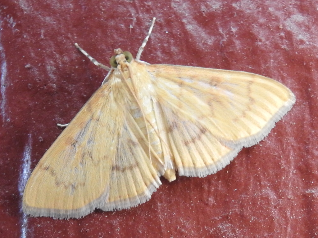 Psara dryalis