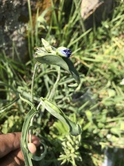 Commelina dianthifolia