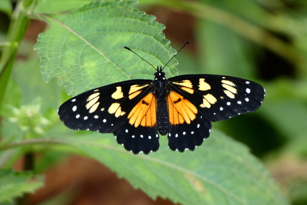 Narva Checkerspot
