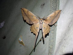 Antistathmoptera daltonae