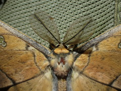 Antistathmoptera daltonae