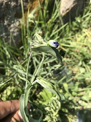 Commelina dianthifolia