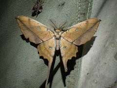 Antistathmoptera daltonae