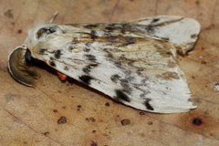 Lymantria antennata
