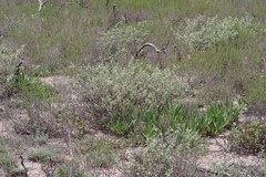 Hermannia hyssopifolia