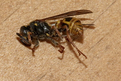Ropalidia romandi
