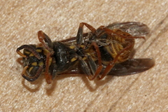 Ropalidia romandi