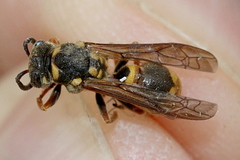 Ropalidia romandi