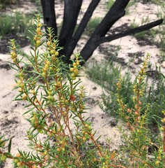 Gyrostemon australasicus
