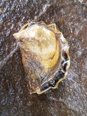 Saccostrea