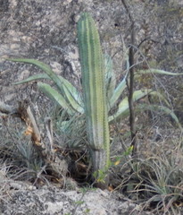 Stenocereus montanus