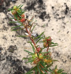 Gyrostemon australasicus