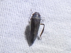 Hamana gelbata
