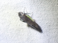 Hamana gelbata