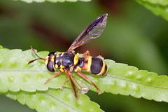 Ceriana ornata