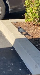 Euphagus cyanocephalus