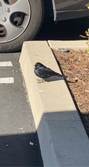 Euphagus cyanocephalus