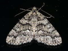 Lipogya exprimataria