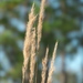 Sugarcane Plumegrass - Photo (c) Robert Webster, some rights reserved (CC BY-SA), uploaded by Robert Webster