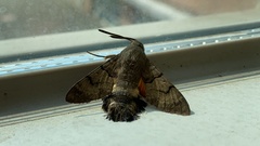 Lepidoptera