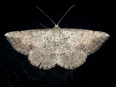 Taxeotis intermixtaria