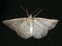 Taxeotis intermixtaria