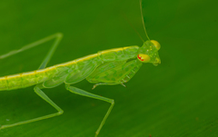 Tropidomantis tenera