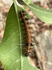 Spilarctia subcarnea