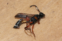 Ichneumon promissorius