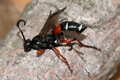 Ichneumon promissorius