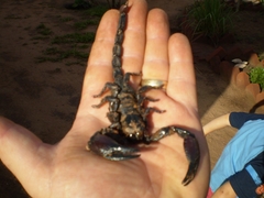 Pandipalpus viatoris