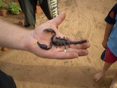 Pandipalpus viatoris