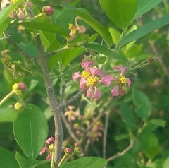 Malpighia galeottiana