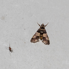Nacoleia mesochlora