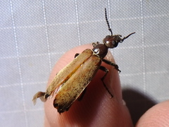 Epicauta ochrea