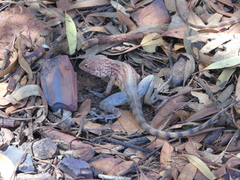 Ctenophorus caudicinctus