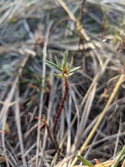 Polygonum paronychia