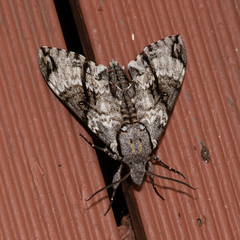 Psilogramma menephron