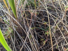Polygonum paronychia