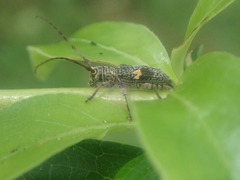 Hybolasius sticticus