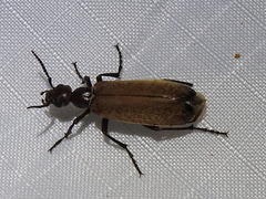 Epicauta ochrea