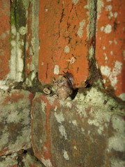 Gittenedouardia spadicea