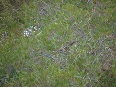 Chlamydera guttata