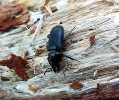 Platycerus caprea