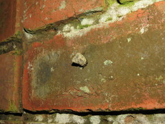 Gittenedouardia spadicea