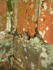 Gittenedouardia spadicea