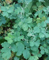 Chelidonium majus