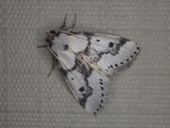 Schalidomitra ambages