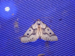 Schalidomitra ambages