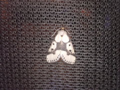 Schalidomitra ambages